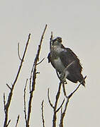 Western Osprey