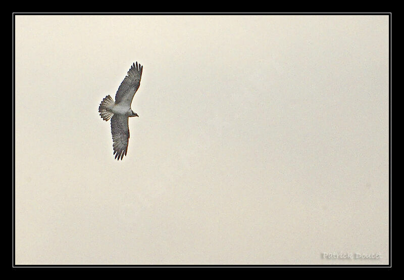 Western Osprey