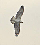 Western Osprey