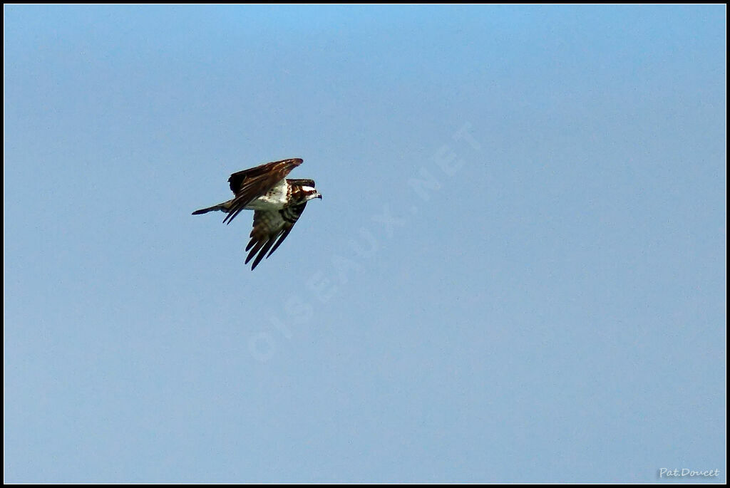 Western Osprey