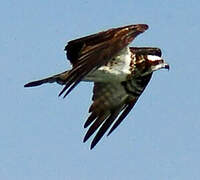 Western Osprey