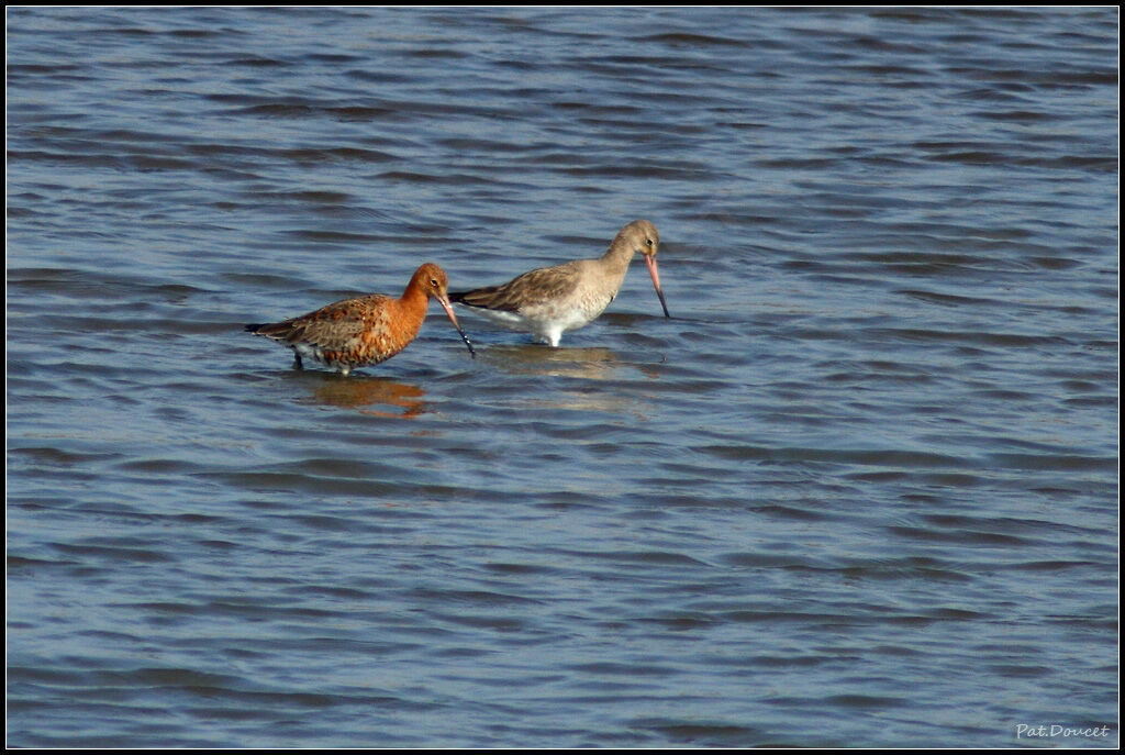 Black-tailed Godwit