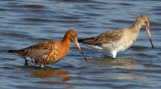 Black-tailed Godwit