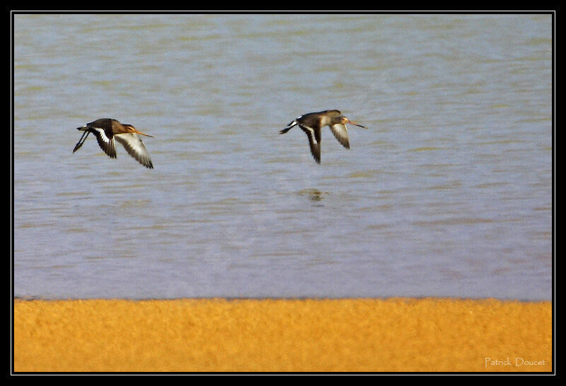 Black-tailed Godwit