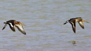 Black-tailed Godwit