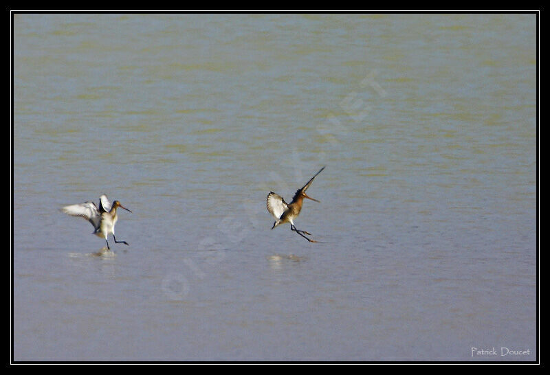 Black-tailed Godwit