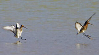 Black-tailed Godwit