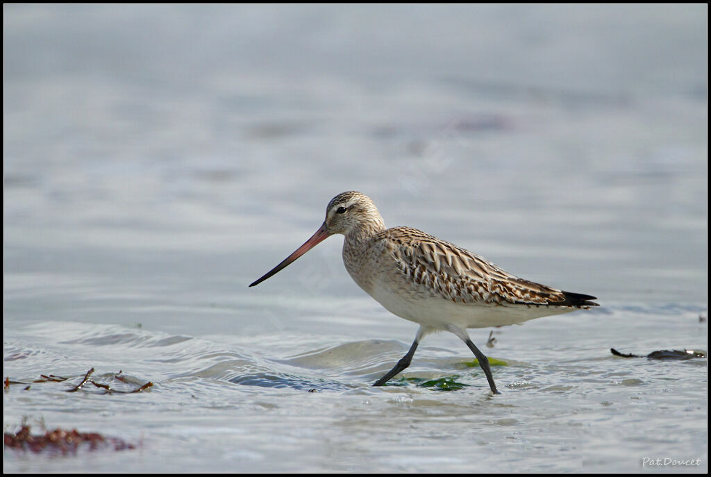 Bar-tailed Godwit