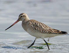 Bar-tailed Godwit