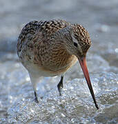 Bar-tailed Godwit