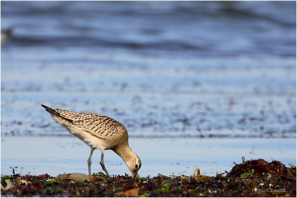 Bar-tailed Godwit