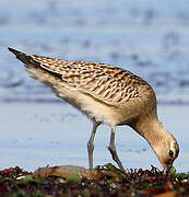 Bar-tailed Godwit