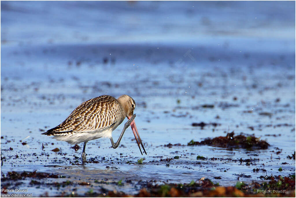 Bar-tailed Godwitadult post breeding, Behaviour