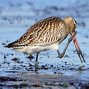 Bar-tailed Godwit