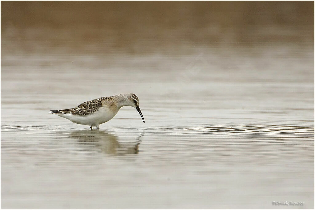 Curlew Sandpiper