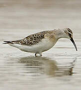 Curlew Sandpiper