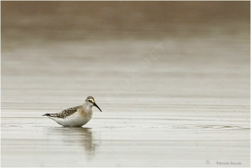 Curlew Sandpiper