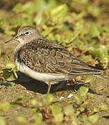 Temminck's Stint