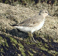 Red Knot