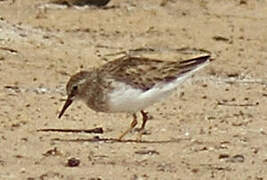 Least Sandpiper