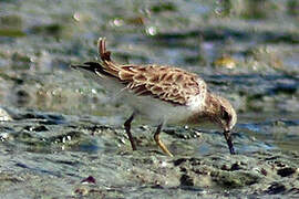 Least Sandpiper