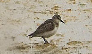 Little Stint