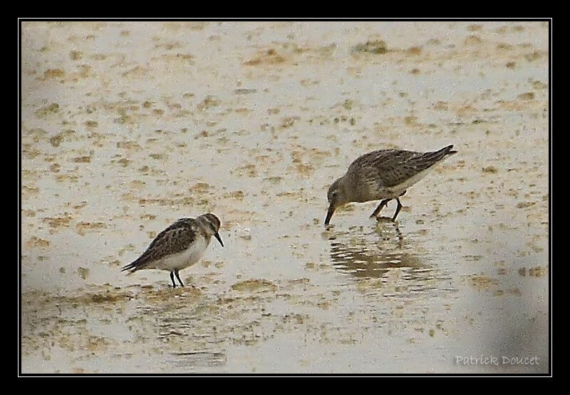 Little Stint