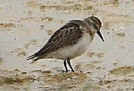 Little Stint