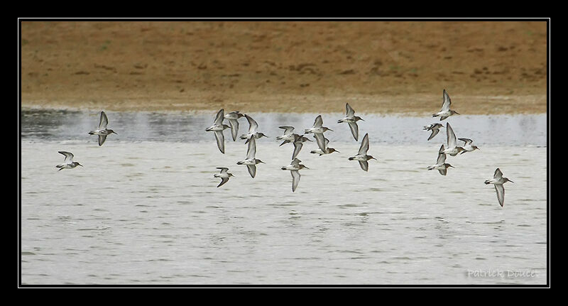 Little Stint