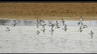 Little Stint