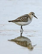 Little Stint