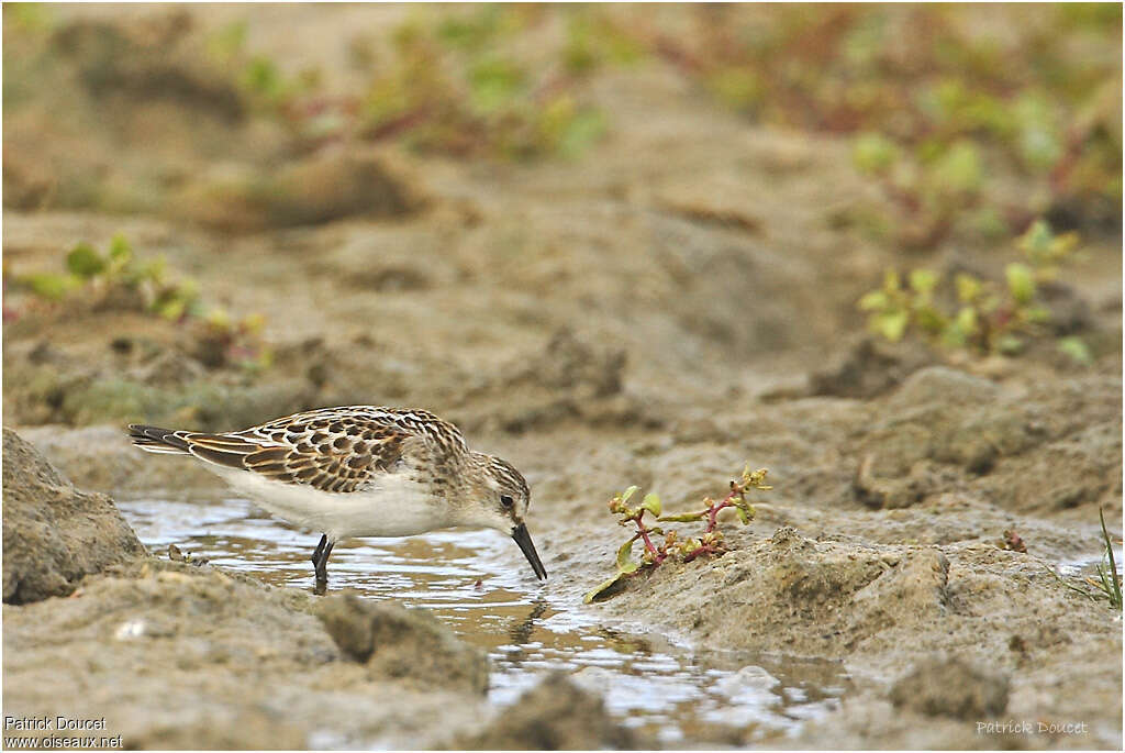 Little Stintjuvenile, identification, fishing/hunting