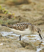 Little Stint