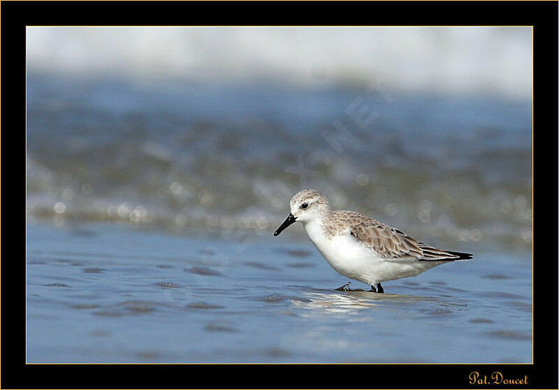 Sanderling