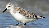 Bécasseau sanderling