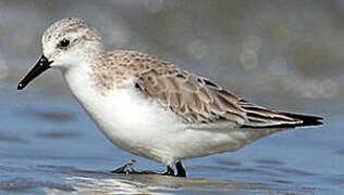 Sanderling