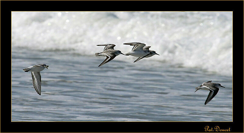 Sanderling