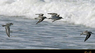 Bécasseau sanderling