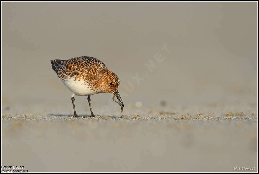 Sanderlingadult breeding, feeding habits, eats