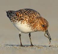 Sanderling