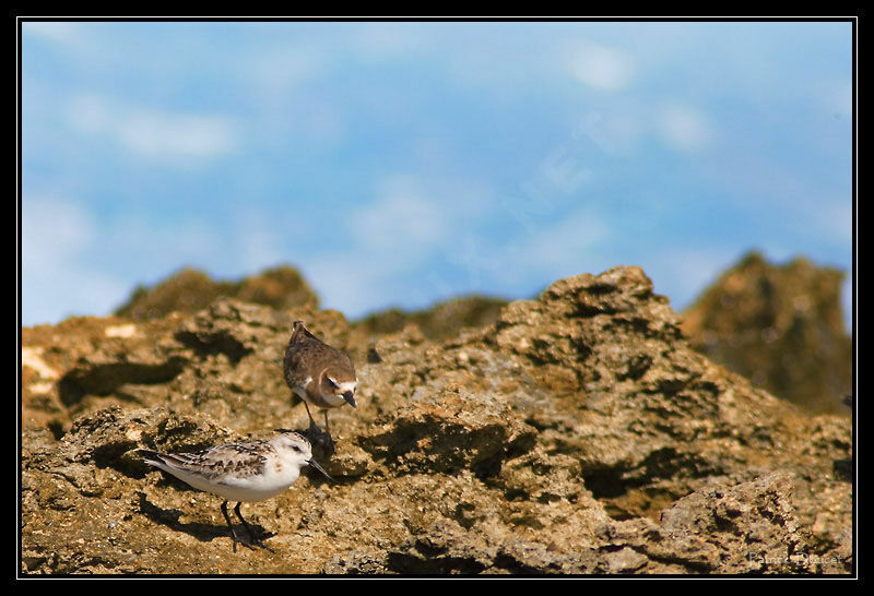 Semipalmated Sandpiper