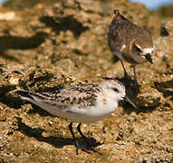 Semipalmated Sandpiper