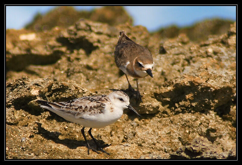 Semipalmated Sandpiper