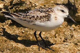 Semipalmated Sandpiper