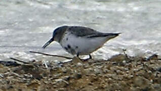 Dunlin