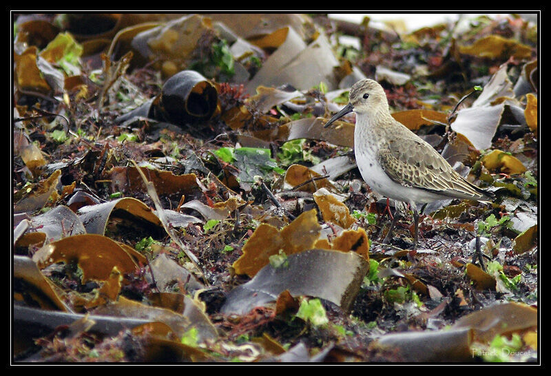 Bécasseau variable