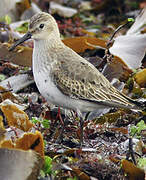 Bécasseau variable