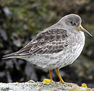 Purple Sandpiper