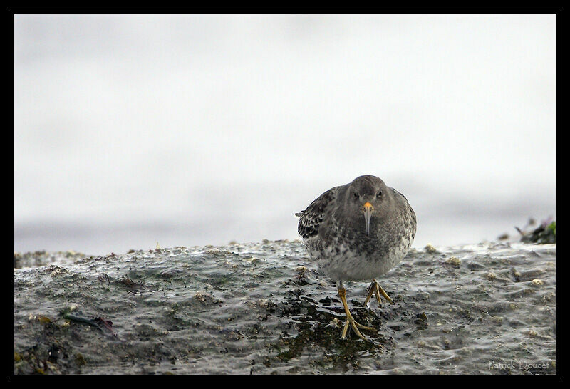 Purple Sandpiper