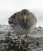 Purple Sandpiper